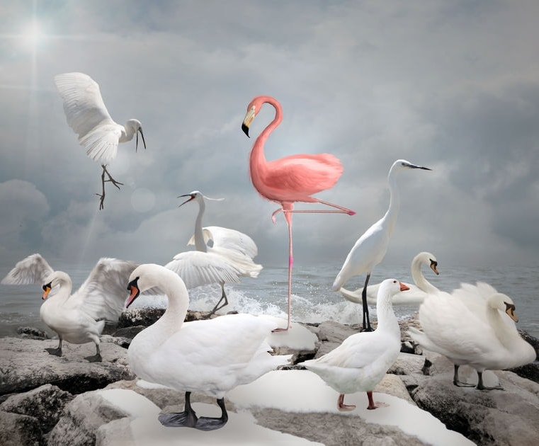 Pink Flamingo amongst White Swans